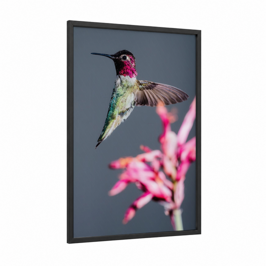 Magenta Hummingbird framed art print — black wood frame — magenta and gray palette
