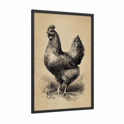Standing Rooster framed chicken and roosters print — black wood frame — black and white and cream palette