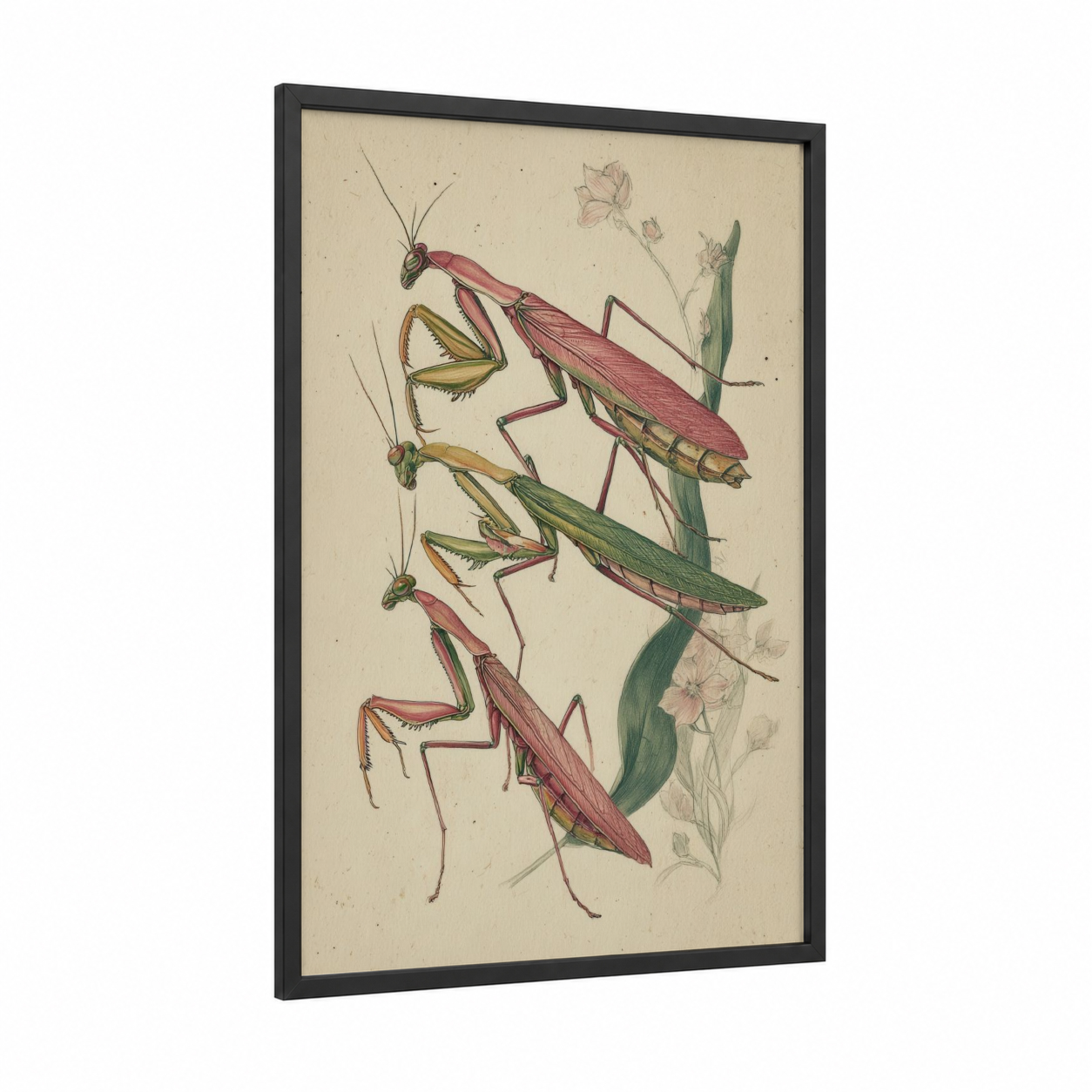 Mantis Study Botanical framed prayin mantis print — black wood frame — cream and sage green palette