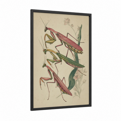 Mantis Study Botanical framed prayin mantis print — black wood frame — cream and sage green palette