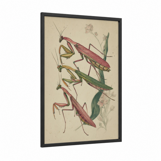 Mantis Study Botanical framed prayin mantis print — black wood frame — cream and sage green palette