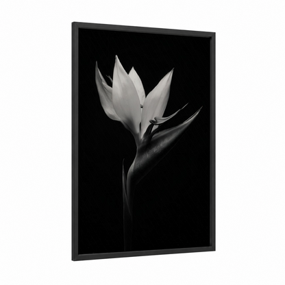 Midnight Bloom framed birds of paradise print — black wood frame — black and white and gray palette
