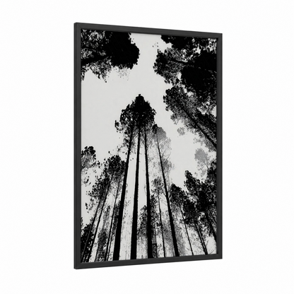 Skyward Pines framed pine forest print — black wood frame — black and white palette