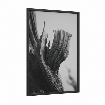 Desert Tree Study framed savanna and desert trees print — black wood frame — black and white and gray palette