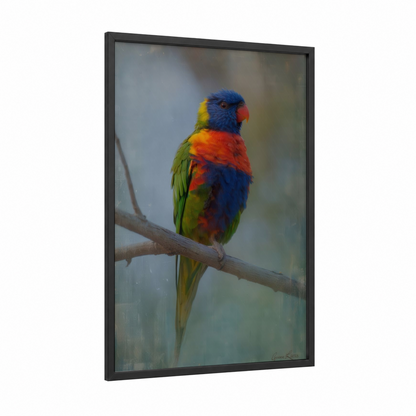Perched Lorikeet framed rainbow lorikeet print — black wood frame — blue and orange palette