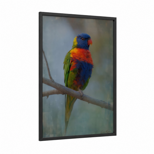 Perched Lorikeet framed rainbow lorikeet print — black wood frame — blue and orange palette