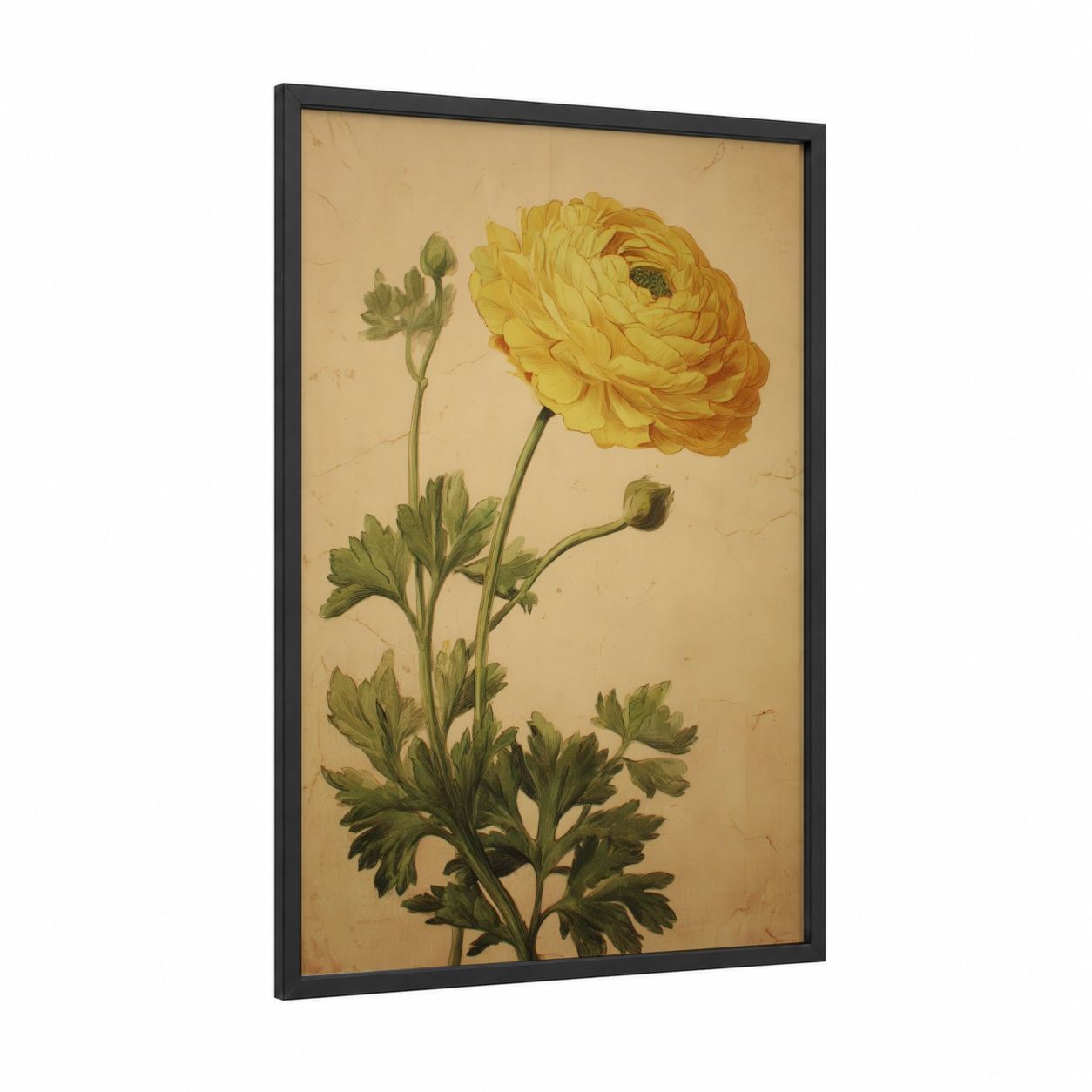 Golden Ranunculus framed art print — black wood frame — gold and cream palette