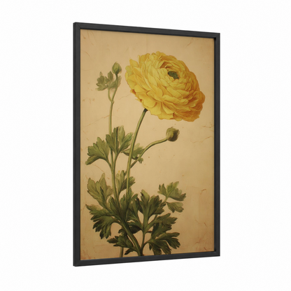 Golden Ranunculus framed art print — black wood frame — gold and cream palette