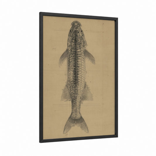 Anatomical Tarpon framed art print — black wood frame — black and white and cream palette