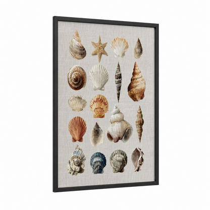 Coastal Shell Collection framed seashell print — black wood frame — cream and beige palette