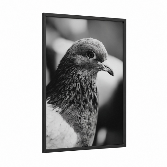 Contemplative Pigeon framed art print — black wood frame — black and white and gray palette