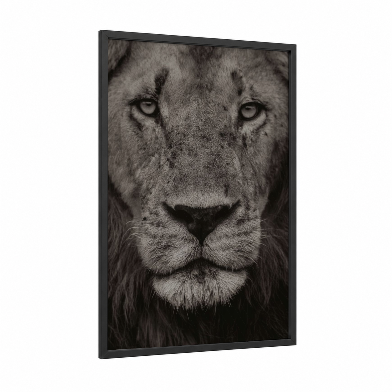 Intense Lion Portrait framed art print — black wood frame — black and white palette