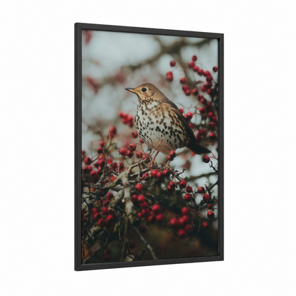 Winter Thrush framed art print — black wood frame — cream and red palette