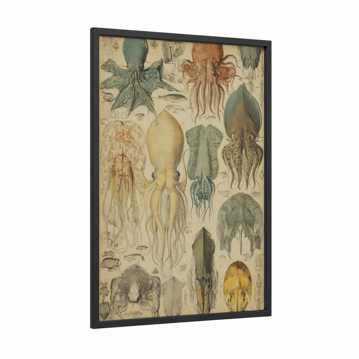 Vintage Squid Study framed art print — black wood frame — cream and olive palette
