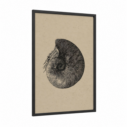 Spiral Seashell framed art print — black wood frame — beige and black palette