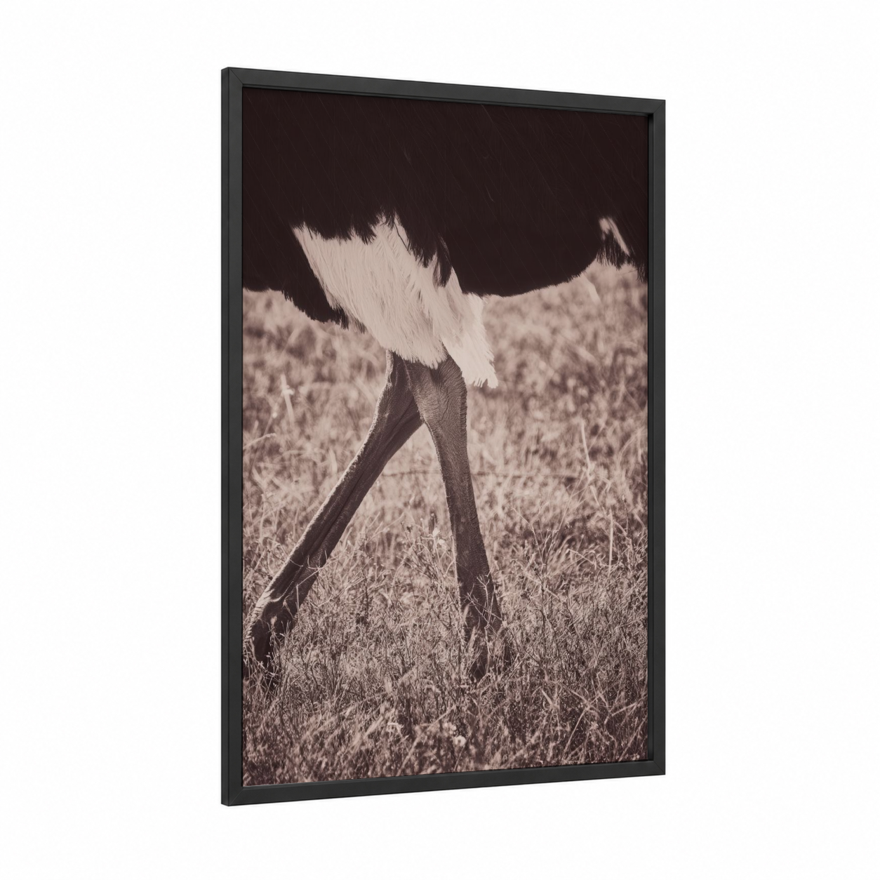 Striding Ostrich framed art print — black wood frame — black and white palette