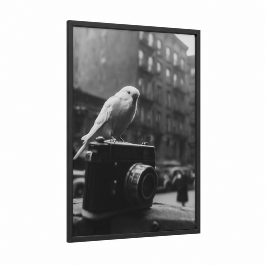 Urban Budgerigar framed budgeridar print — black wood frame — black and white palette