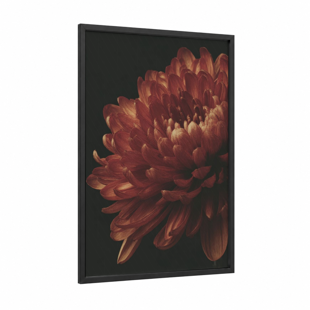 Crimson Dahlia Bloom framed chrysanthemum print — black wood frame — maroon and gold palette