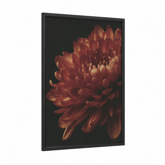 Crimson Dahlia Bloom framed chrysanthemum print — black wood frame — maroon and gold palette