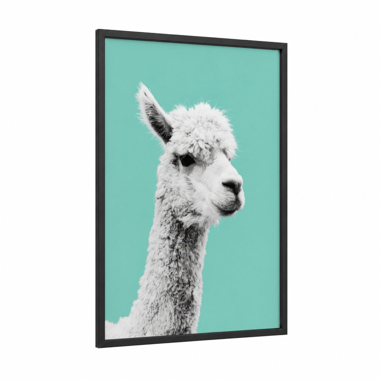 Turquoise Alpaca framed art print — black wood frame — white and aquamarine palette