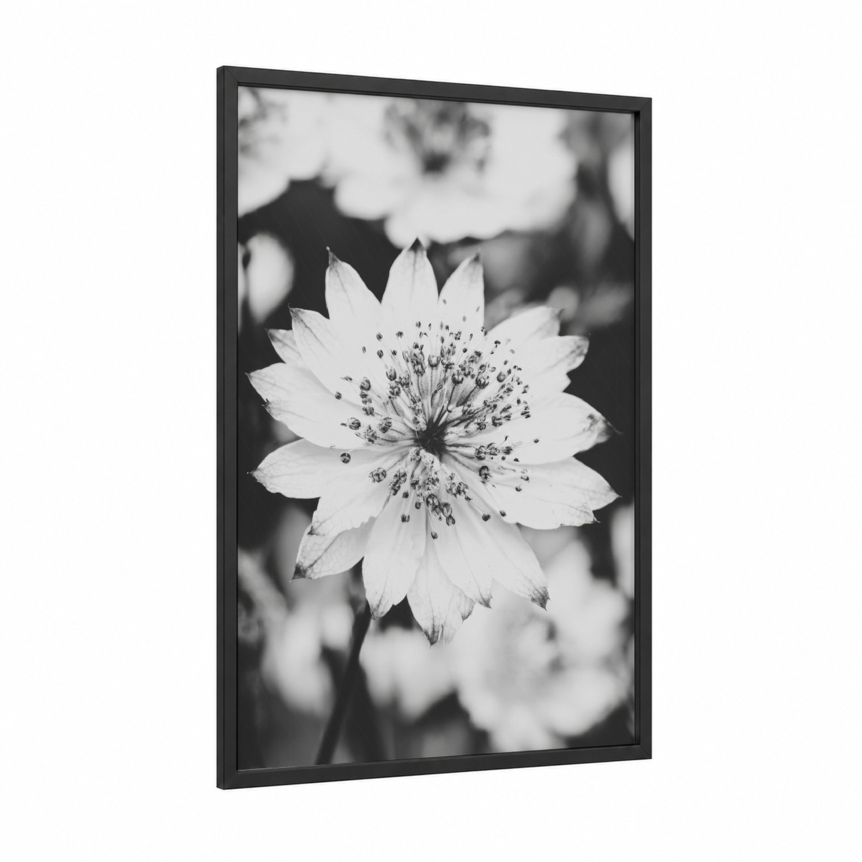 Monochrome Astilbe framed abstract flower print — black wood frame — black and white palette