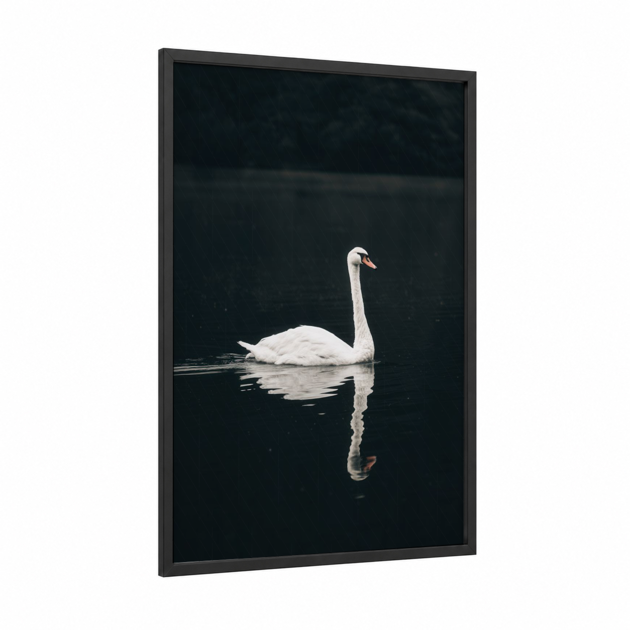 Serene Swan Reflection framed art print — black wood frame — white and black palette