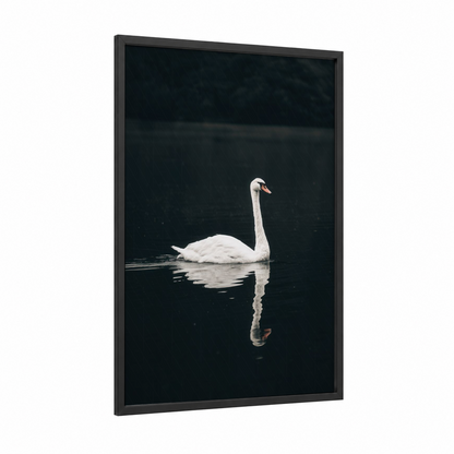 Serene Swan Reflection framed art print — black wood frame — white and black palette