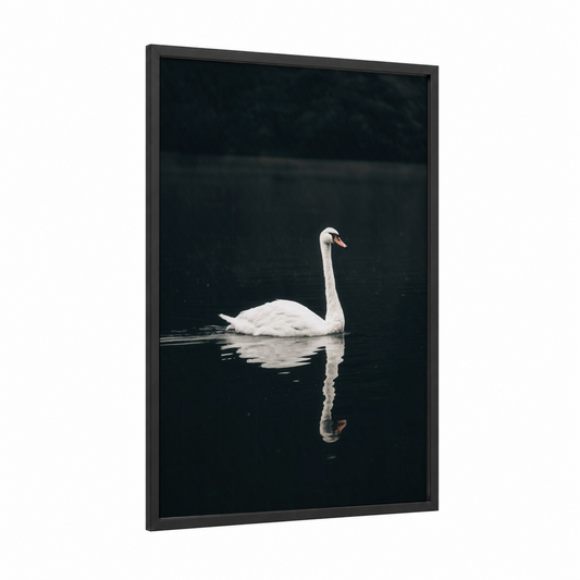 Serene Swan Reflection framed art print — black wood frame — white and black palette