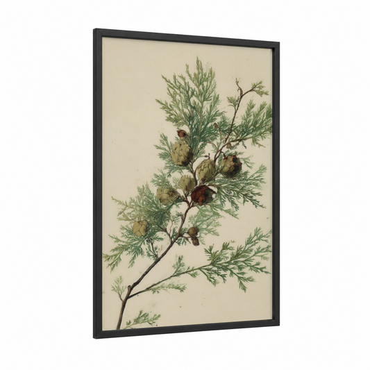 Cypress Botanical framed cypress tree print — black wood frame — cream and dark green palette
