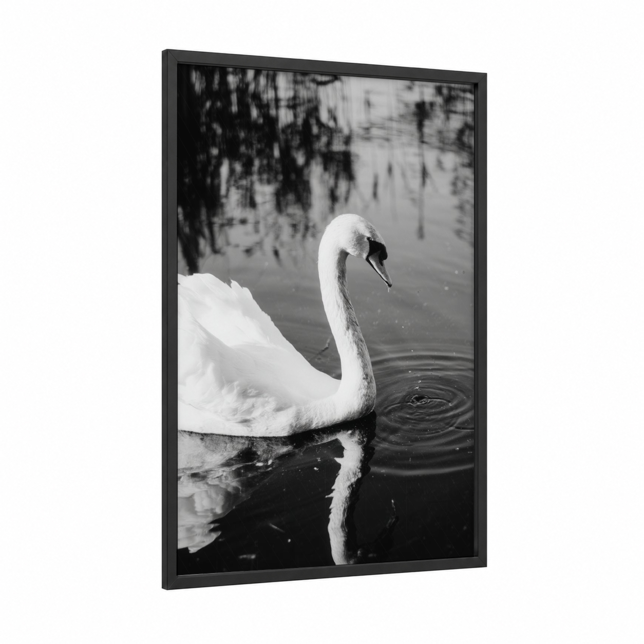 Graceful Swan framed art print — black wood frame — black and white palette