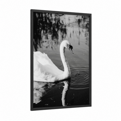 Graceful Swan framed art print — black wood frame — black and white palette