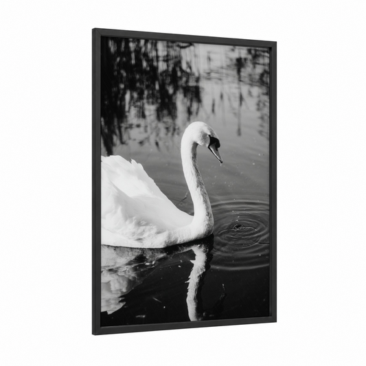 Graceful Swan framed art print — black wood frame — black and white palette