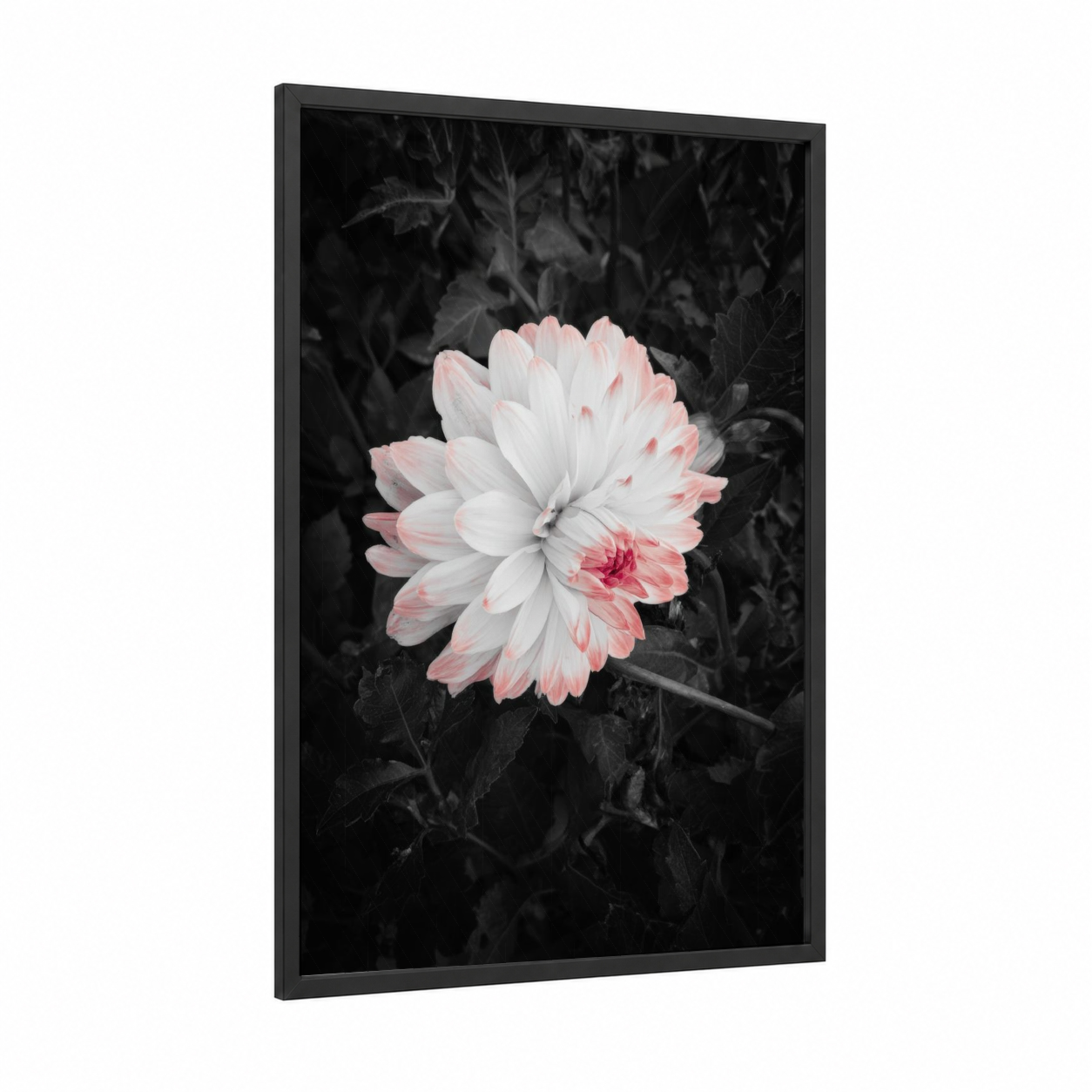 Blush Dahlia framed abstract flower print — black wood frame — pink and black and white palette