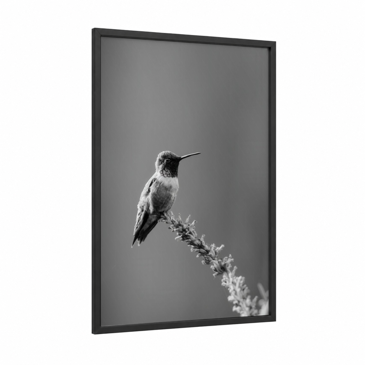 Poised Hummingbird framed art print — black wood frame — black and white palette