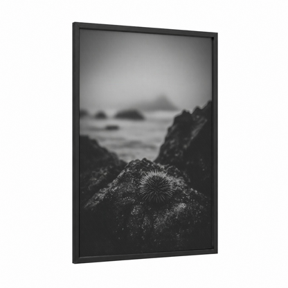 Tidal Sea Urchin framed art print — black wood frame — black and white and gray palette