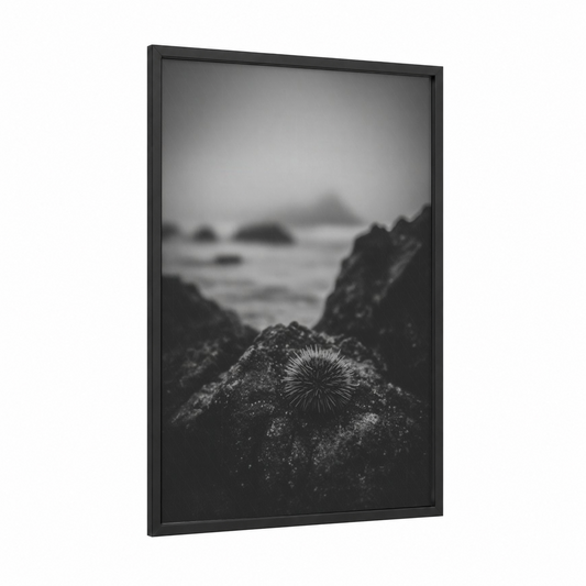 Tidal Sea Urchin framed art print — black wood frame — black and white and gray palette