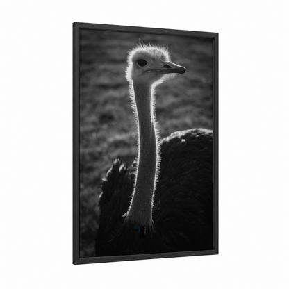 Striking Ostrich Portrait framed art print — black wood frame — black and white and gray palette