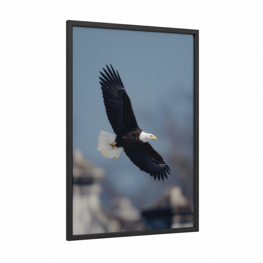 Soaring Eagle framed veterans day print — black wood frame — blue and black and white palette