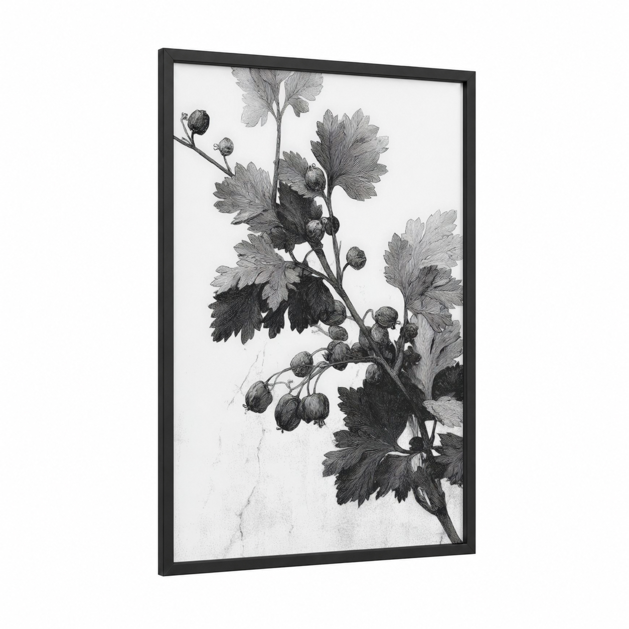 Botanical Currant framed herbs print — black wood frame — black and white and gray palette