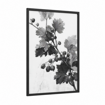 Botanical Currant framed herbs print — black wood frame — black and white and gray palette