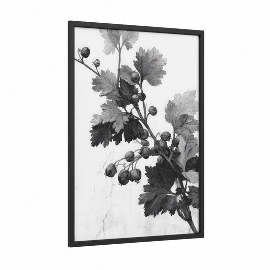 Botanical Currant framed herbs print — black wood frame — black and white and gray palette