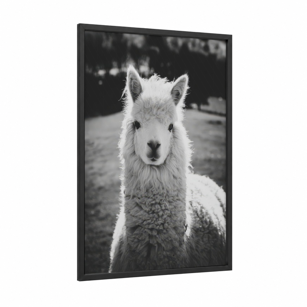 Curious Alpaca framed art print — black wood frame — black and white palette