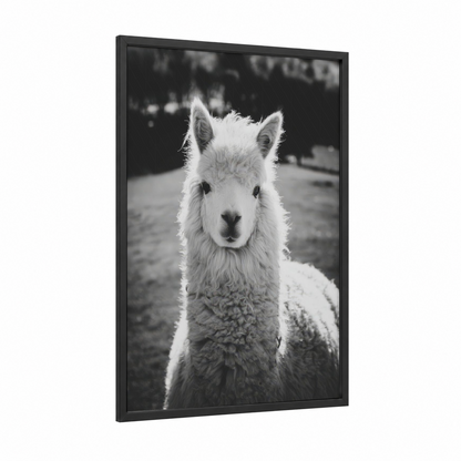 Curious Alpaca framed art print — black wood frame — black and white palette