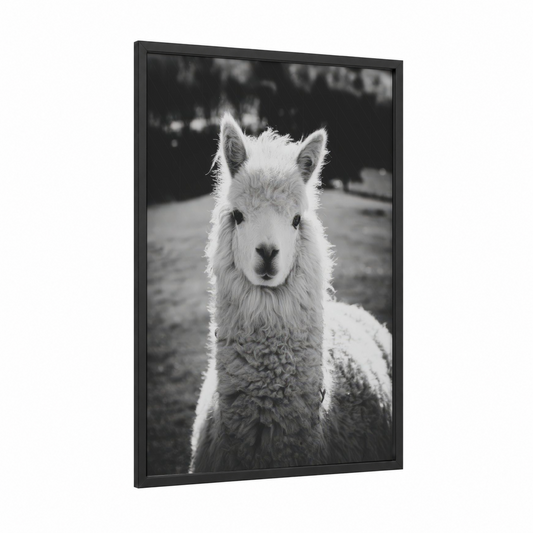 Curious Alpaca framed art print — black wood frame — black and white palette