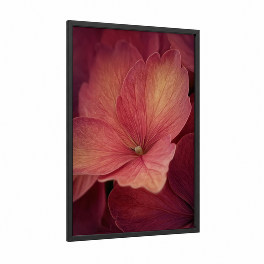 Coral Hydrangea Bloom framed art print — black wood frame — salmon pink and gold palette