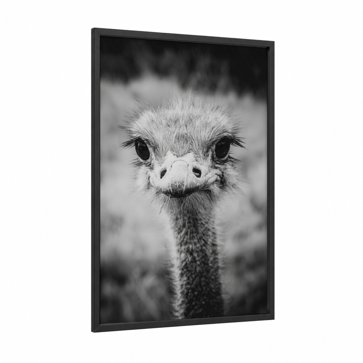 Curious Ostrich Portrait framed art print — black wood frame — black and white and gray palette
