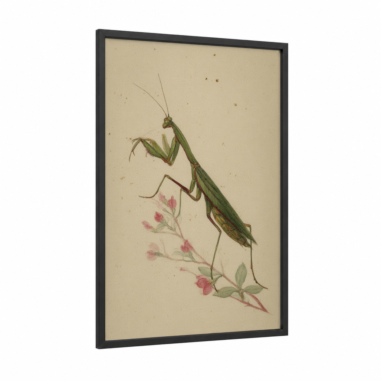 Delicate Mantis framed prayin mantis print — black wood frame — cream and sage green palette