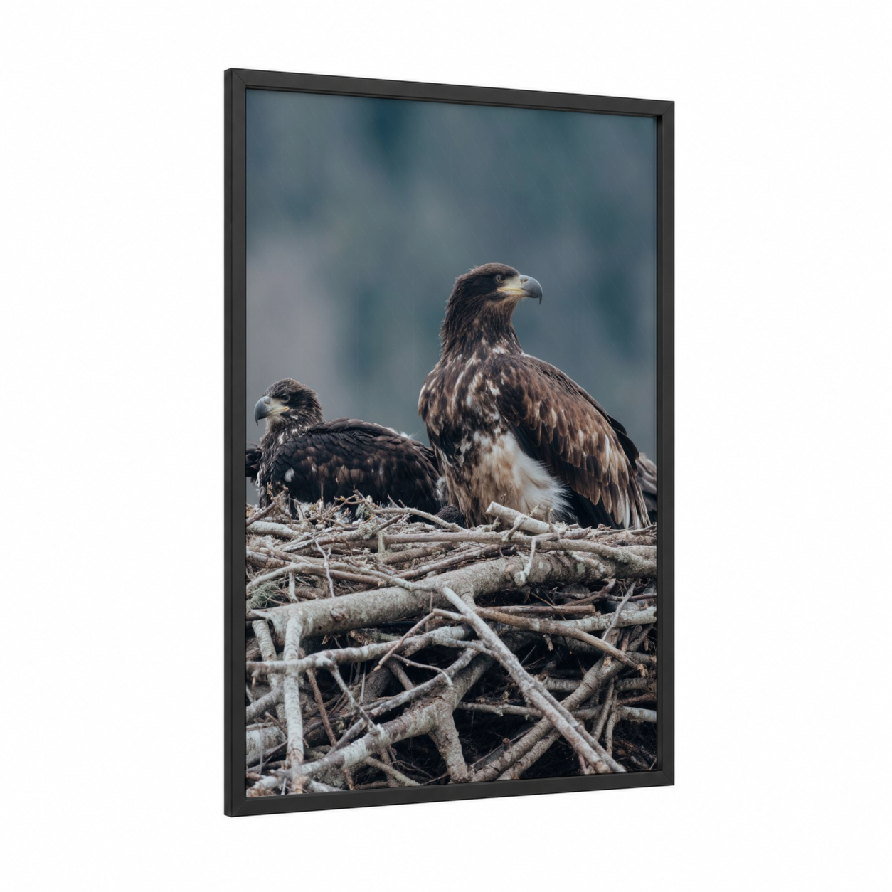 Majestic Eagle Pair framed art print — black wood frame — gray and white and brown palette
