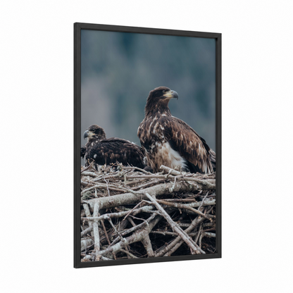 Majestic Eagle Pair framed art print — black wood frame — gray and white and brown palette