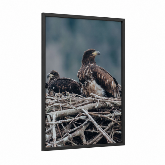 Majestic Eagle Pair framed art print — black wood frame — gray and white and brown palette